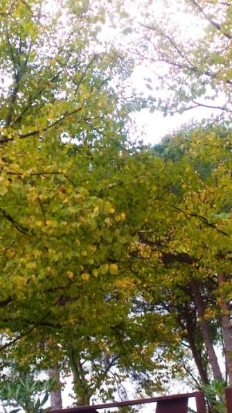 L'autunno a Corchiano. Le caratteristiche della stagione autunnale nella cittadina Falisca.