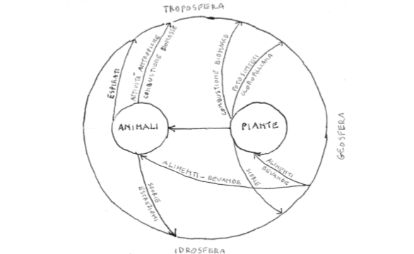 Figura 4. La biosfera (piante-animali)